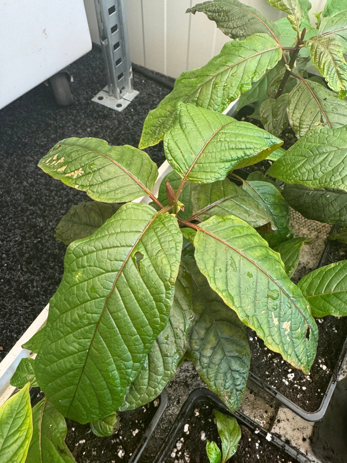 Kratom, Ophalen of Verzenden