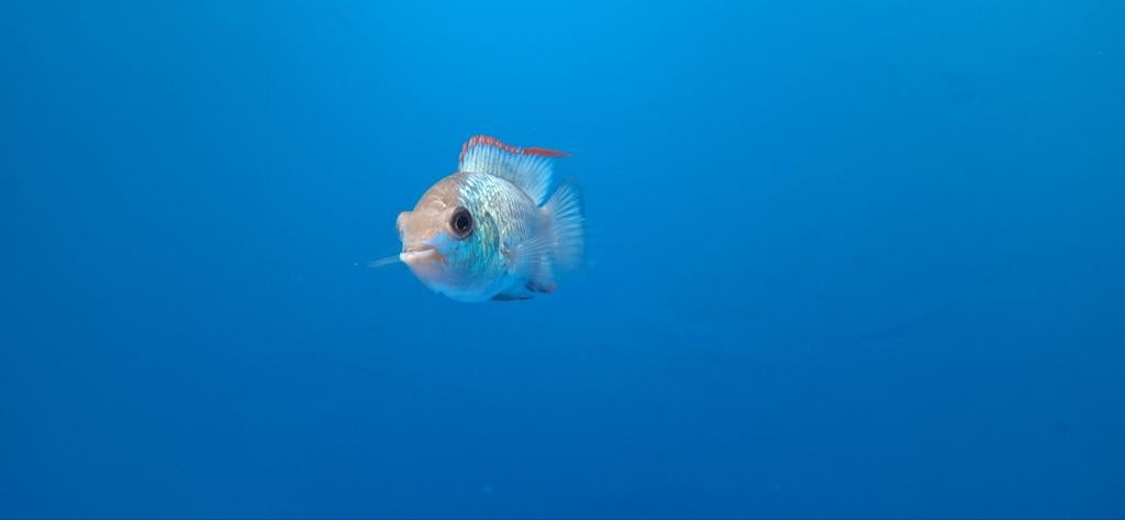 Dwerg ciclide Acara Andinoacara pulcher aquarium vissen, Ophalen of Verzenden, Nieuw in verpakking