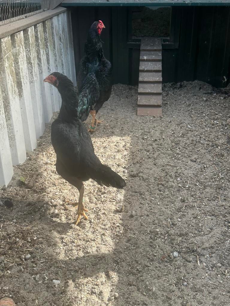 shamokriel koppel, Dieren en Toebehoren