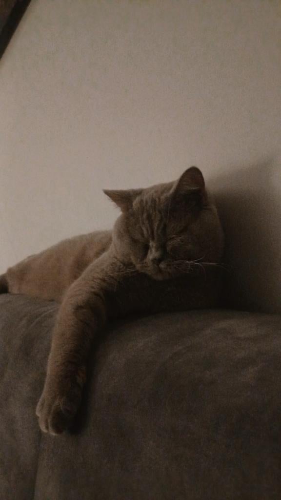 Britse Korthaar Dekkater, Kater, Gechipt, 0 tot 2 jaar