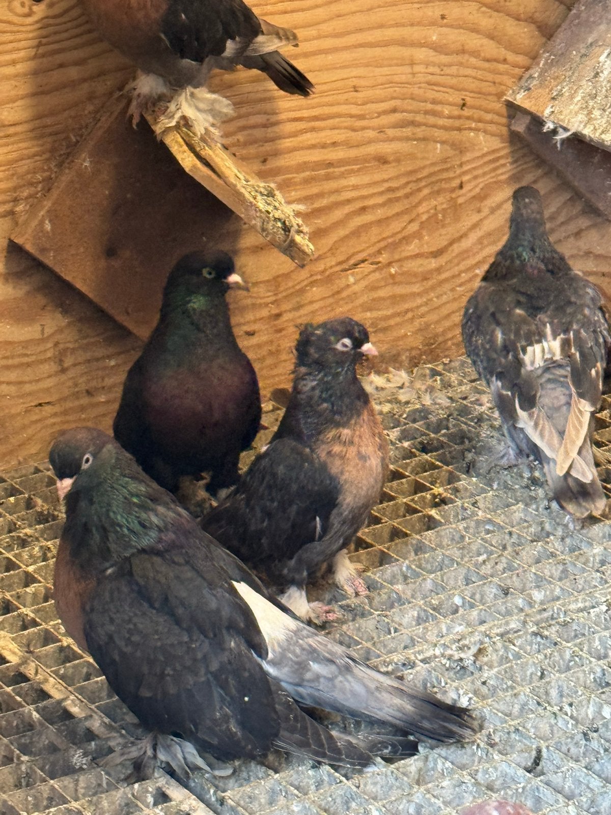 Takla, Meerdere dieren, Tuimelaar of Roller