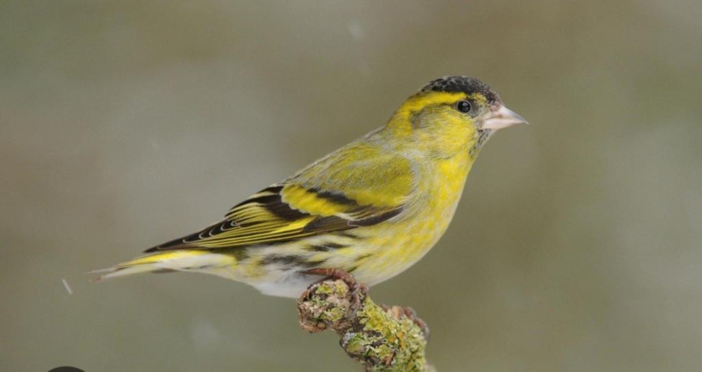 Europese sijs man, Dieren en Toebehoren, Vogels | Overige Vogels, Mannelijk, Wildzangvogel