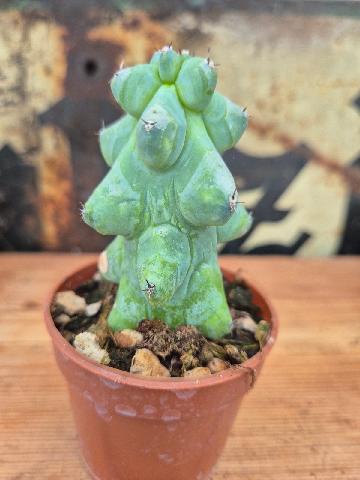 Cactus Myrtillocactus geometrizans Fukurokuryuzinboku p7 (9)