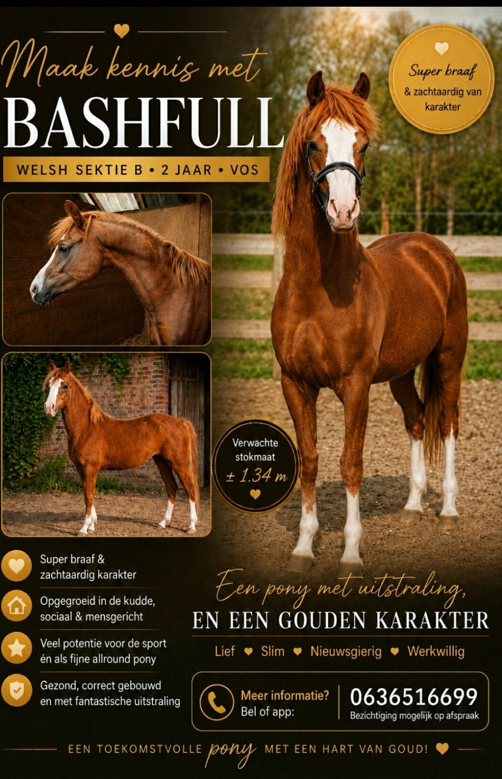 2 welsh hengsten, Dieren en Toebehoren, Paarden en Pony's | Dekhengsten en Fokmerries, Merrie