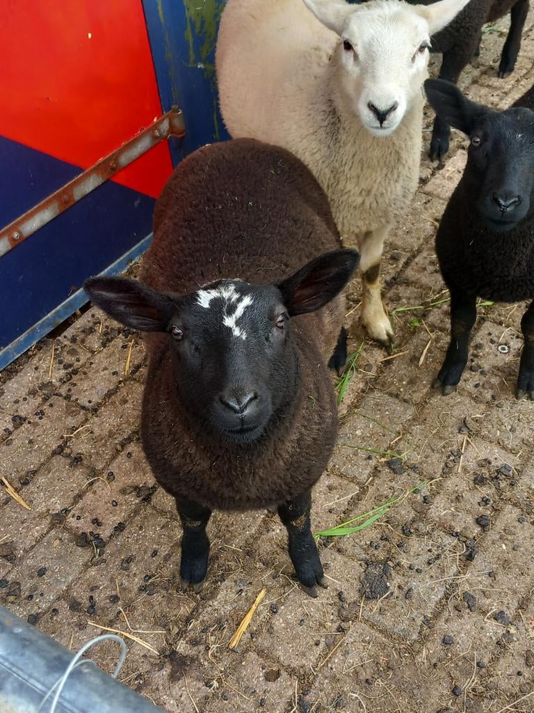 Te koop 2 rammen van 2 maart 2026, Dieren en Toebehoren, Mannelijk, Schaap