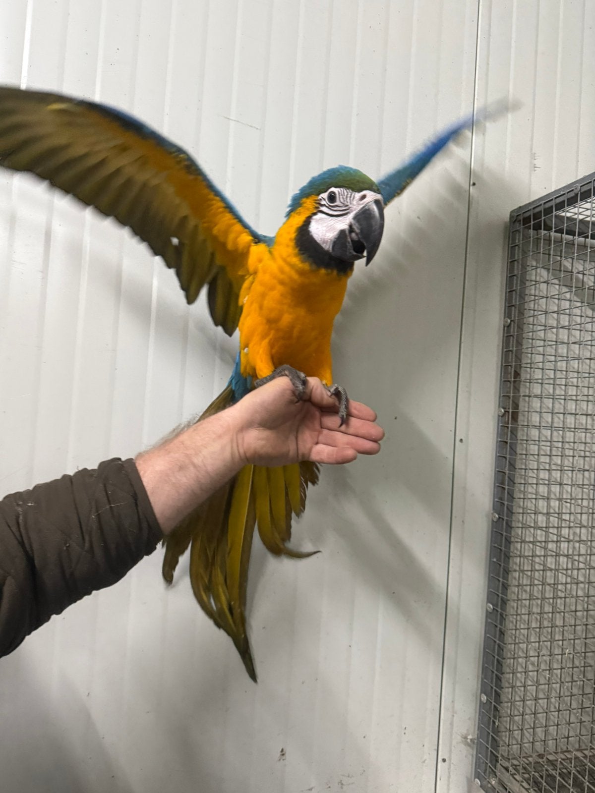 Lieve jonge tamme eigen kweek blauwgele ara man 16 weken, Dieren en Toebehoren, Mannelijk, Papegaai, Geringd