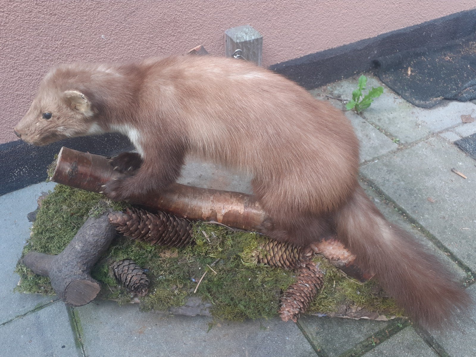 Prachtige opgezette steenmarter op luxe bosdecor –Taxidermie, Ophalen of Verzenden, Zo goed als nieuw, Wild dier, Opgezet dier
