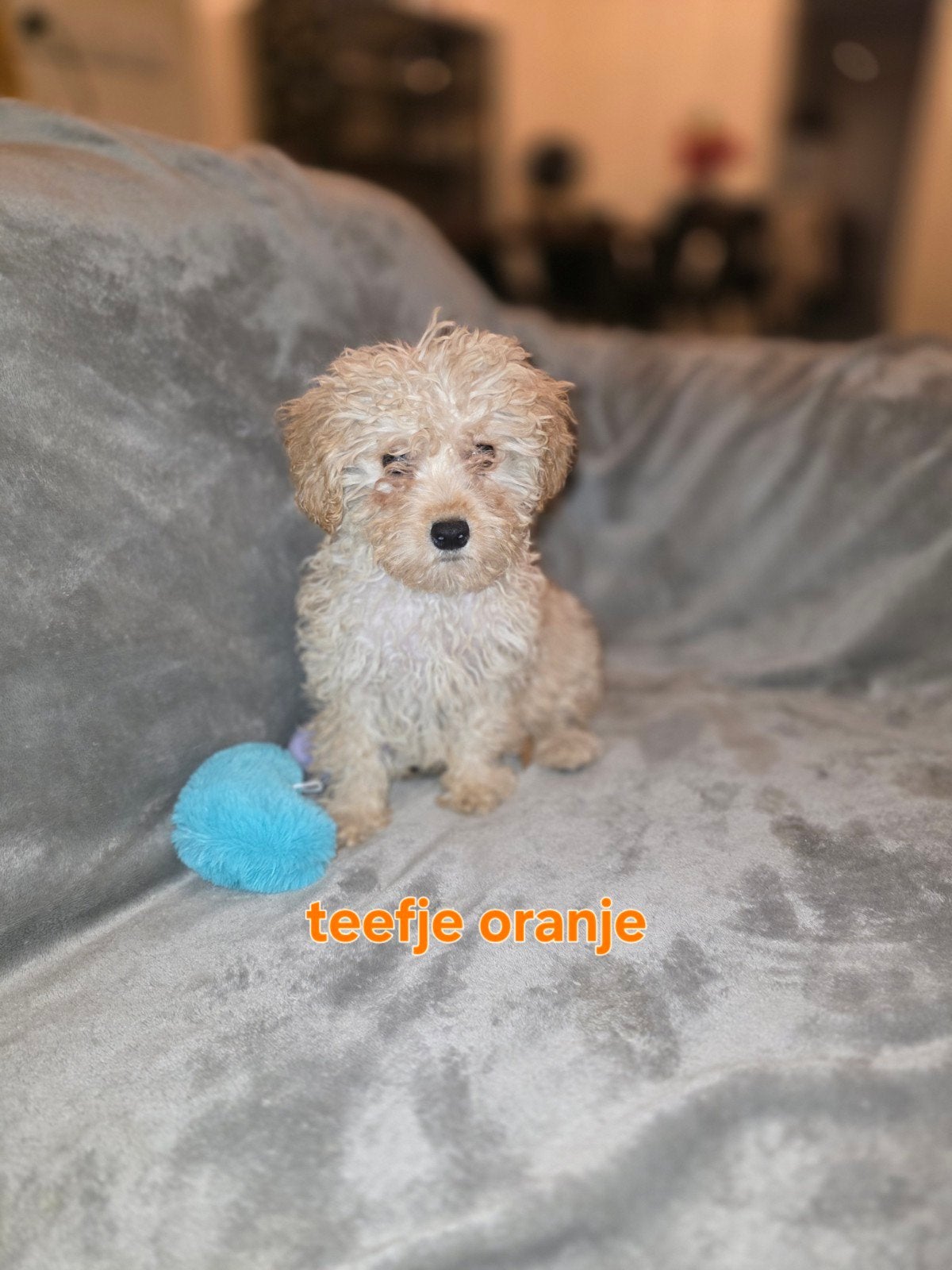 Maltipoo pups 8 weken oud, Dieren en Toebehoren, Honden | Niet-rashonden, 8 tot 15 weken, Meerdere, Meerdere dieren, Klein