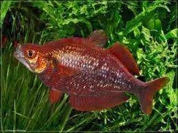 rode regenboogzalm €9,95, Vis, Zoetwatervis