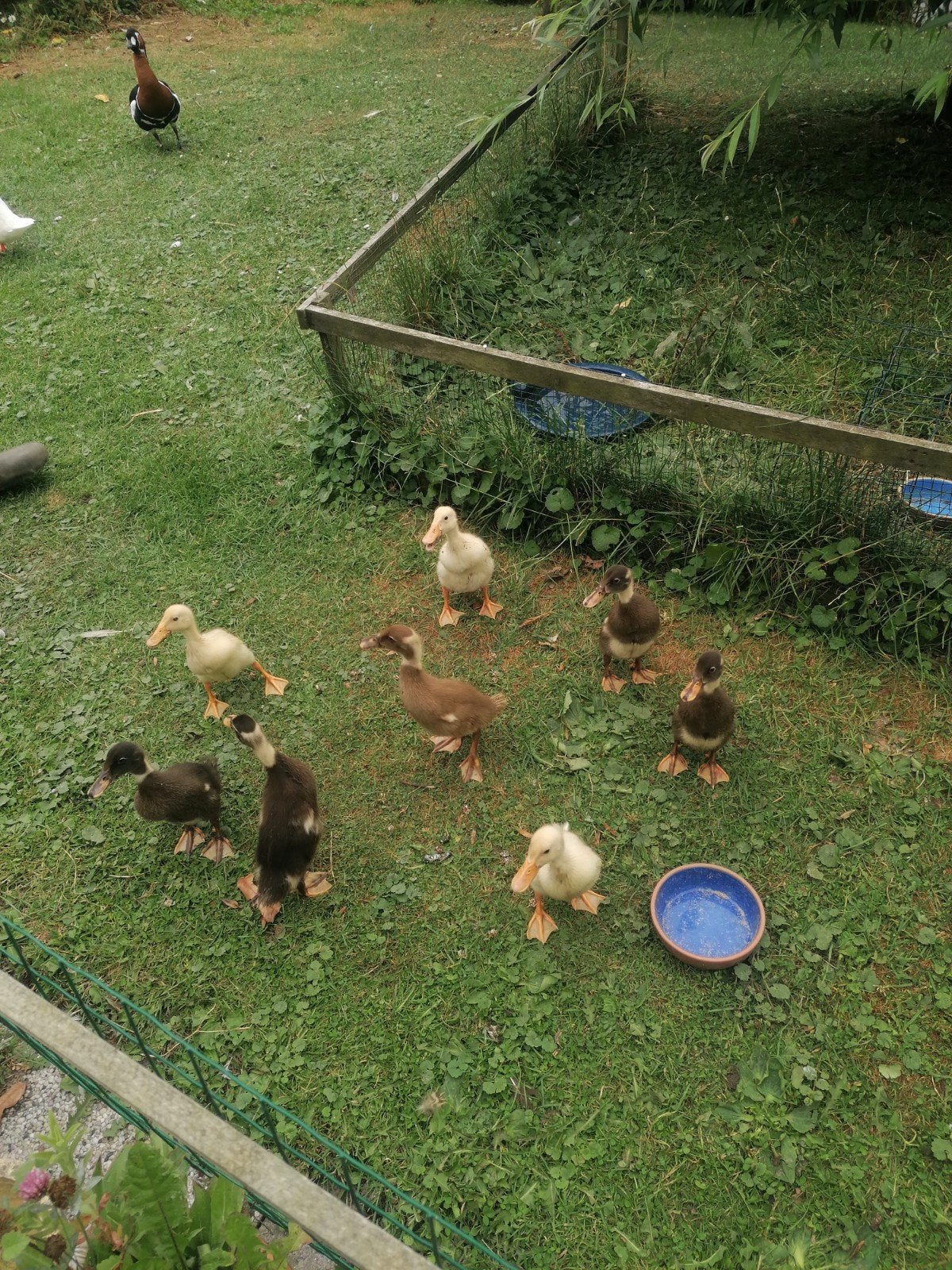 Loopeend flessen eend natuurbroed, 4 juli geboren, Geslacht onbekend
