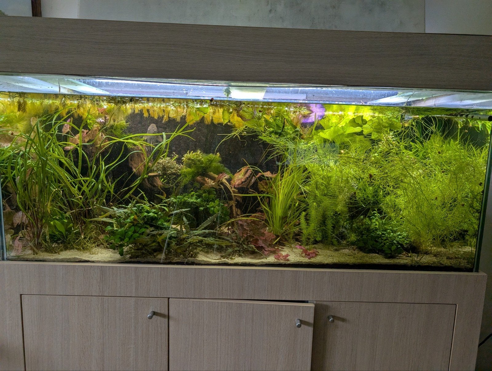 diverse aquarium planten, Ophalen of Verzenden, Zo goed als nieuw, Plant(en), Steen of Hout