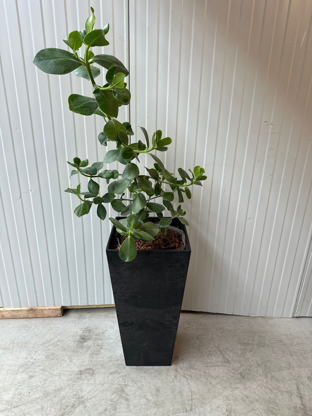 Clusia rosea (Varkensboom of Handtekeningenboom), Ophalen, Halfschaduw