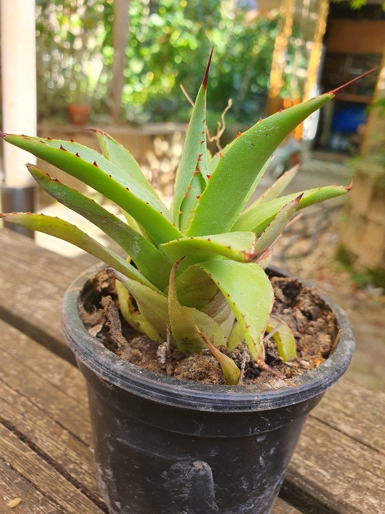 Agave kruising ??, Ophalen of Verzenden, Bloeit niet, Overige soorten, Volle zon