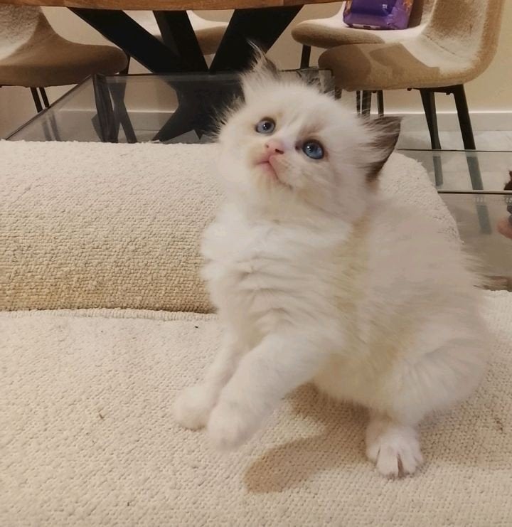 Prachtige Ragdoll kittens  ️, Meerdere dieren, Ontwormd, 0 tot 2 jaar
