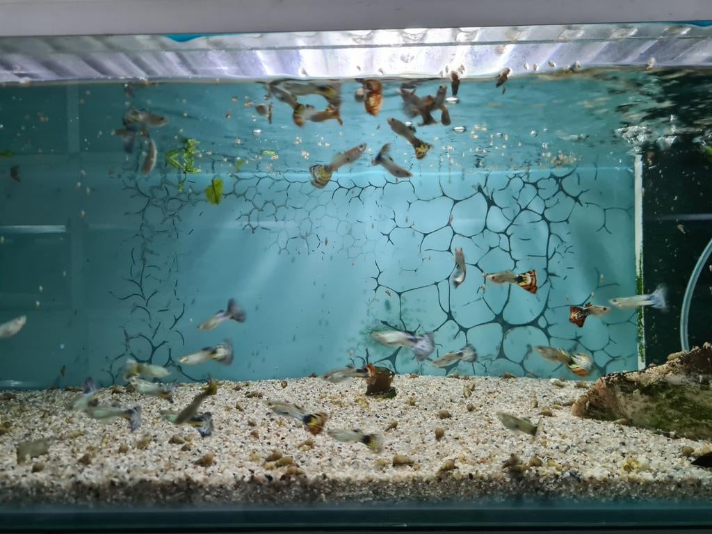 Guppen mannen en vrouwen, Poecilia Reticulata, Gup, Guppy, Vis, Zoetwatervis