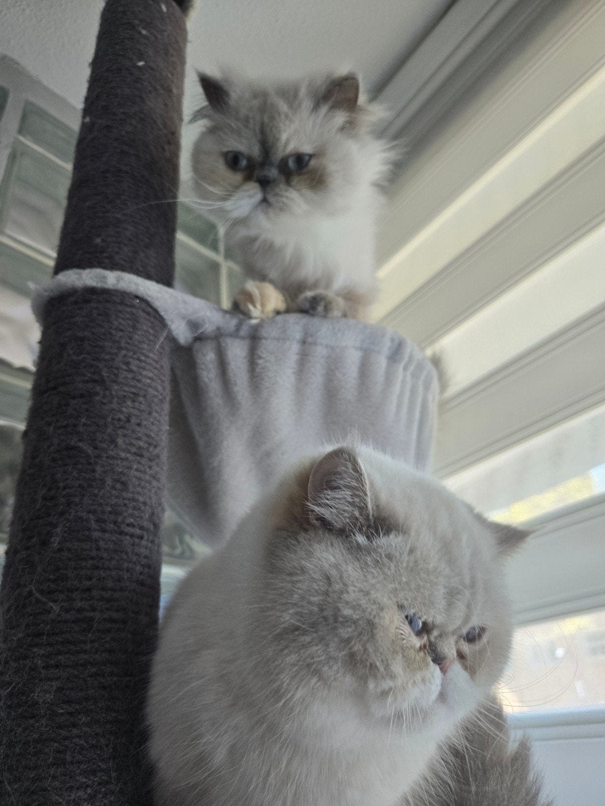 Twee vrouwelijke katten, 2 en 3 jaar oud, Dieren en Toebehoren, Katten en Kittens | Raskatten | Korthaar, Poes, 0 tot 2 jaar