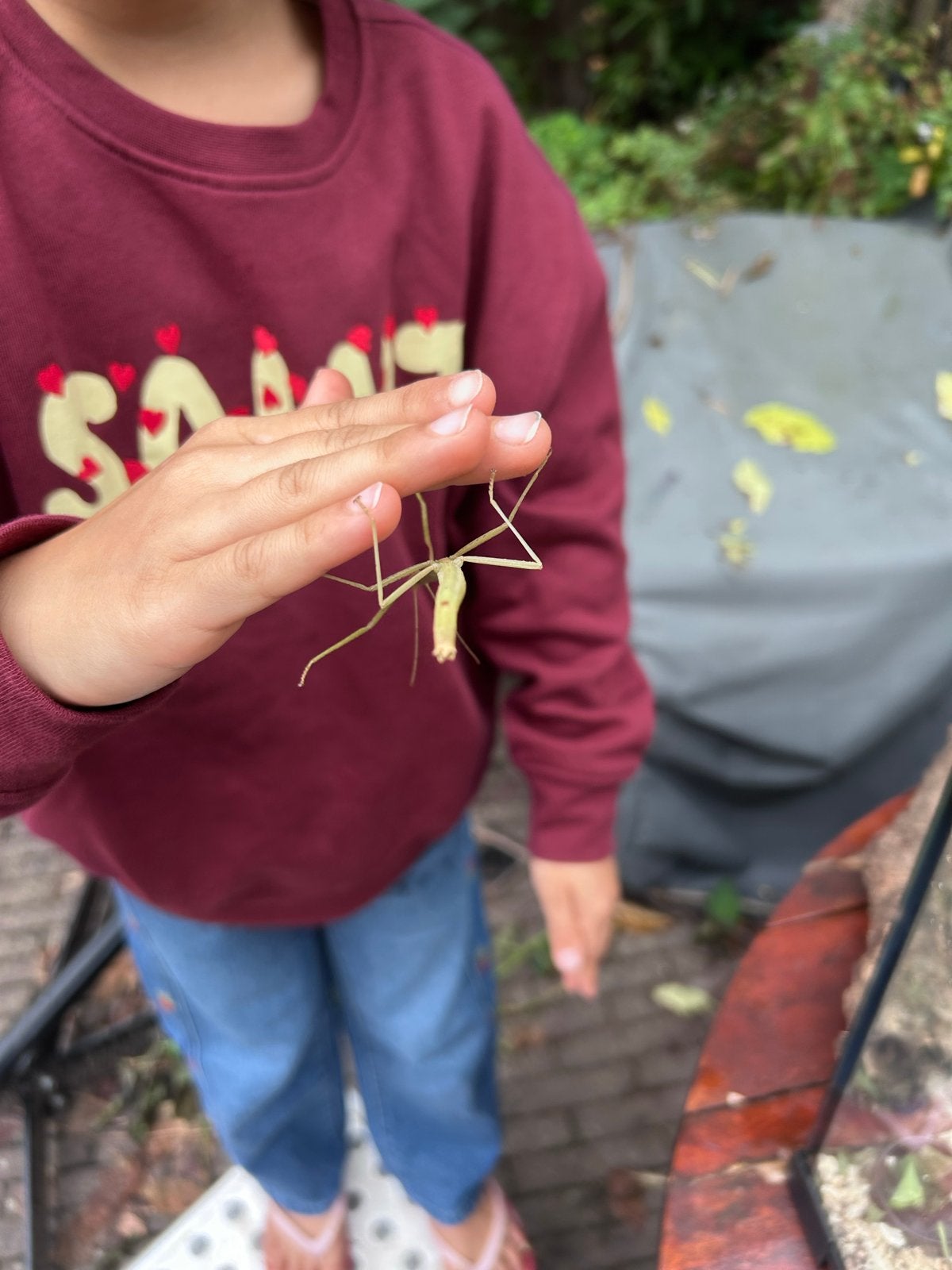 Wandelende takken en eitjes, Wandelende tak