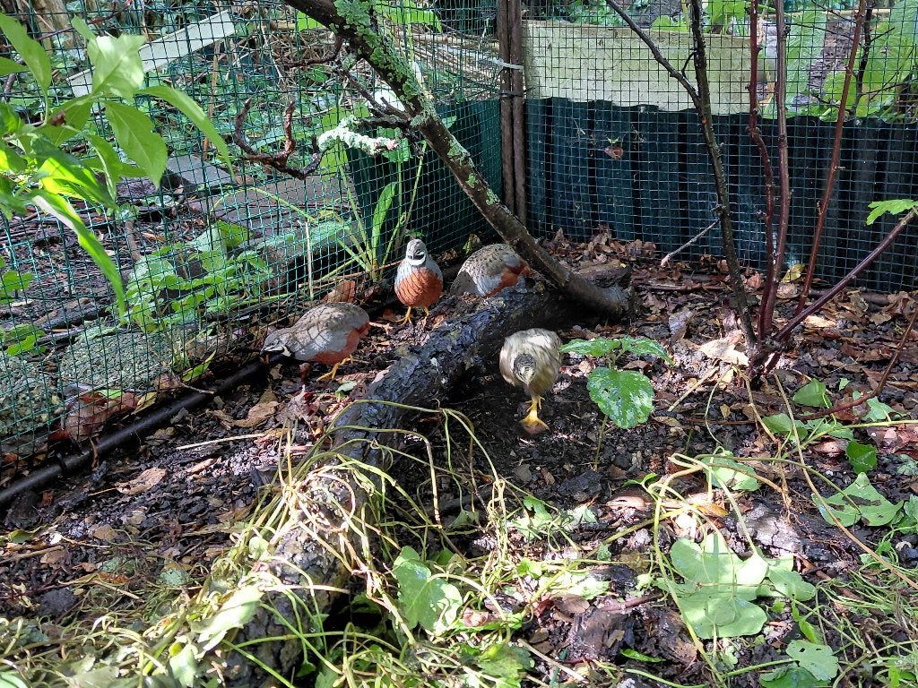 chinese dwergkwarteltjes, Mannelijk, Tropenvogel