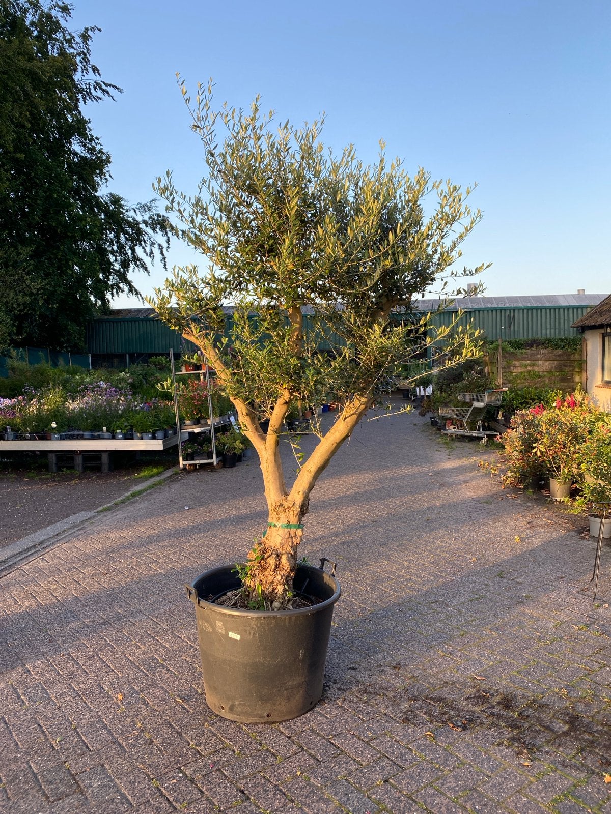 Olijfboom - Mediterrane sfeer voor uw tuin, Lente, 100 tot 250 cm, Olijfboom, Ophalen