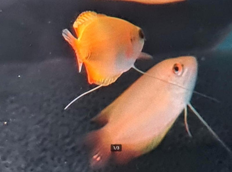Trichogaster Gourami Mix Diamant blauw- Koidream Valburg, Vis, Zoetwatervis