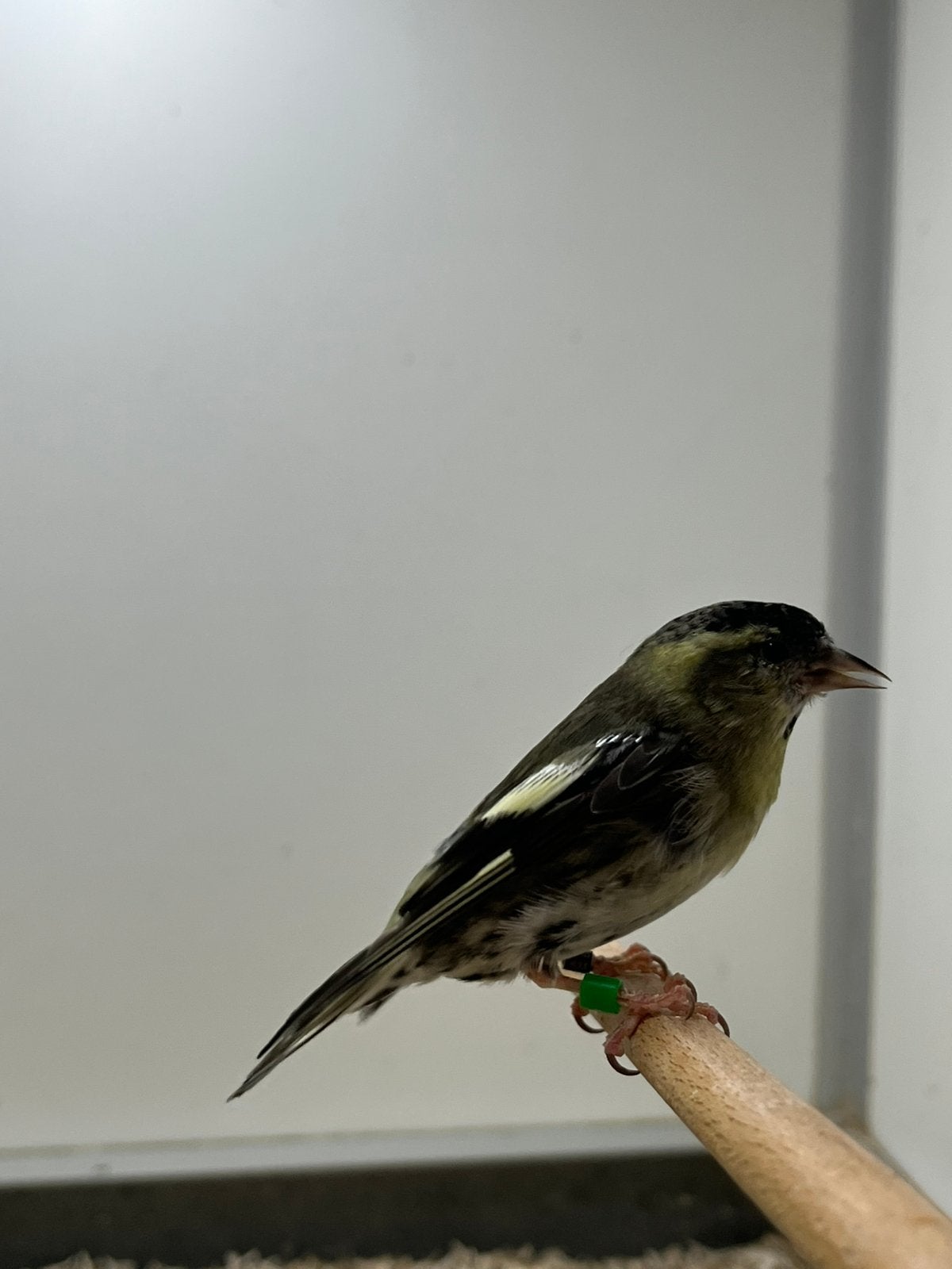 1-1 Europese Sijs, Dieren en Toebehoren, Vogels | Overige Vogels, Meerdere dieren, Wildzangvogel, Geringd
