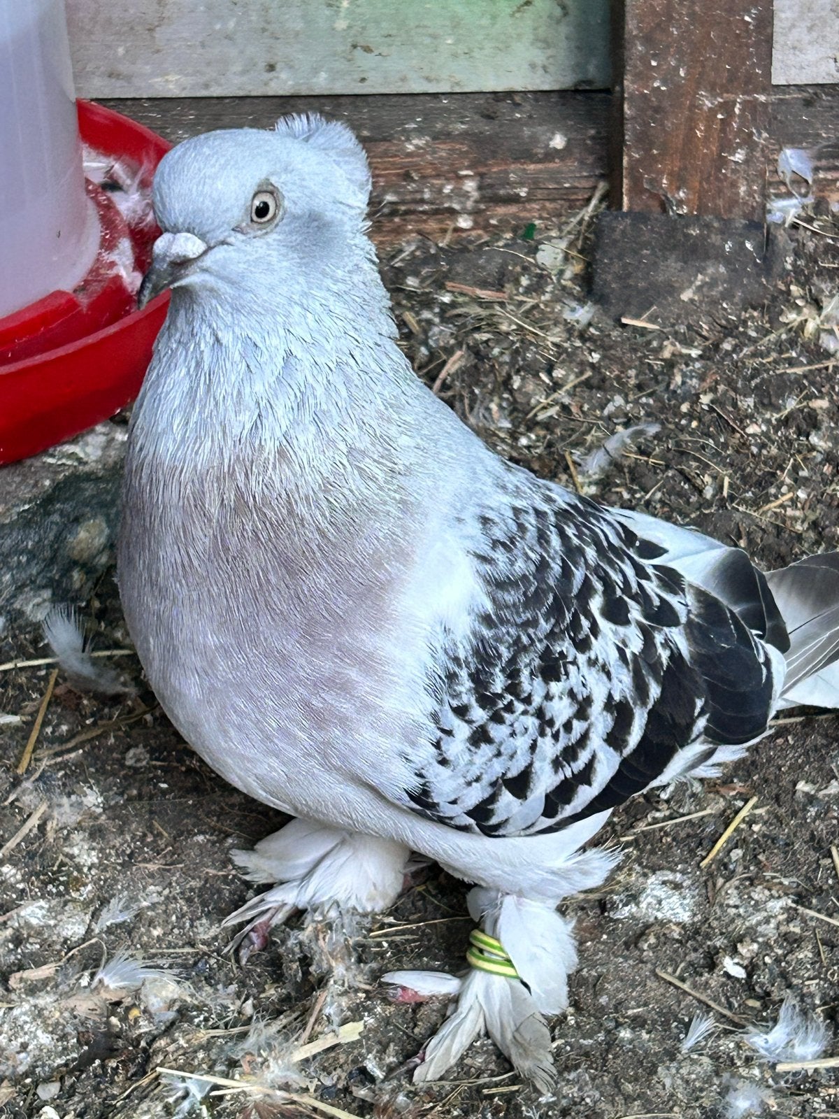 Gezocht duivin voor deze doffers, Dieren en Toebehoren