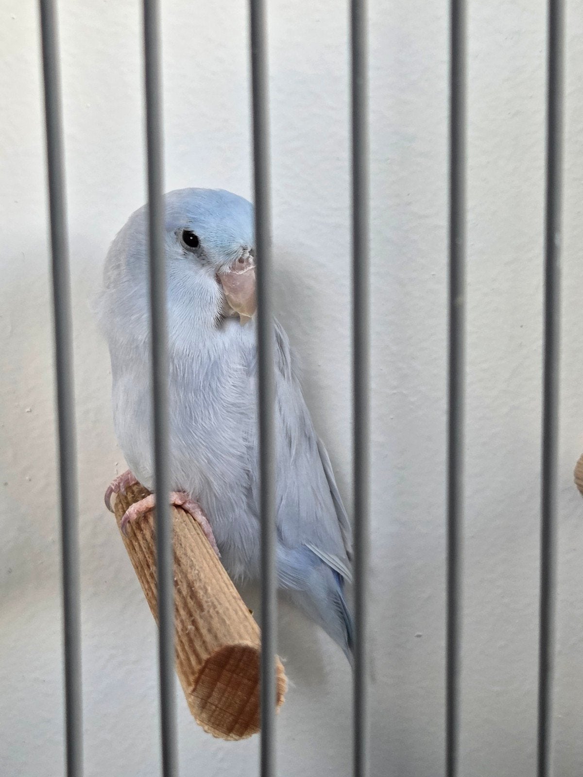 forpus coelestis yellam blue, Dieren en Toebehoren, Vogels | Parkieten en Papegaaien, Mannelijk, Parkiet, Geringd