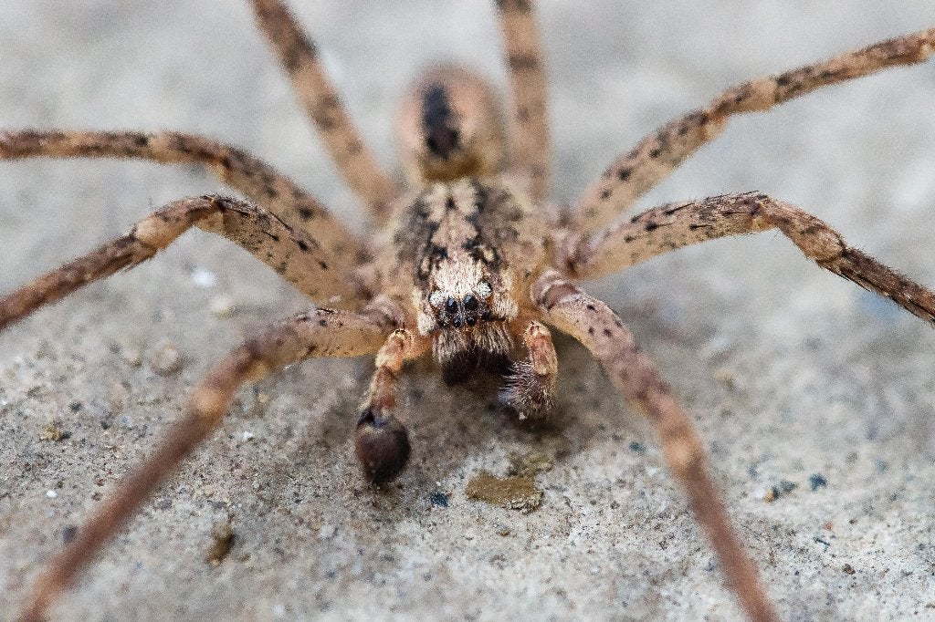Gezocht levende grote valse wolfspin, Spin of Schorpioen