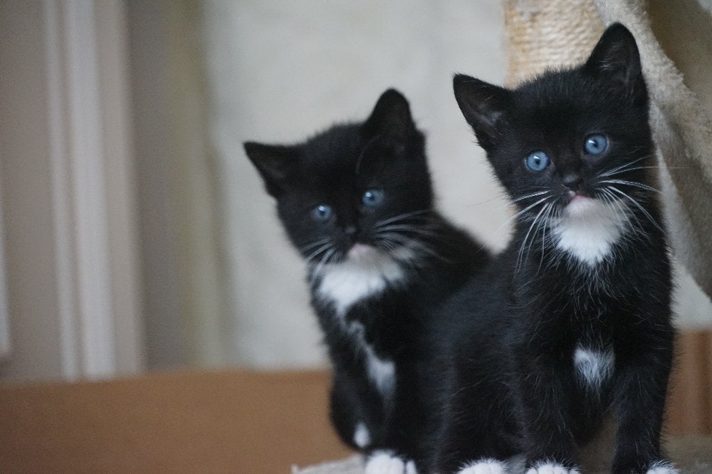 gezonde mooie kittens, Dieren en Toebehoren, Meerdere dieren, Kortharig, 0 tot 2 jaar