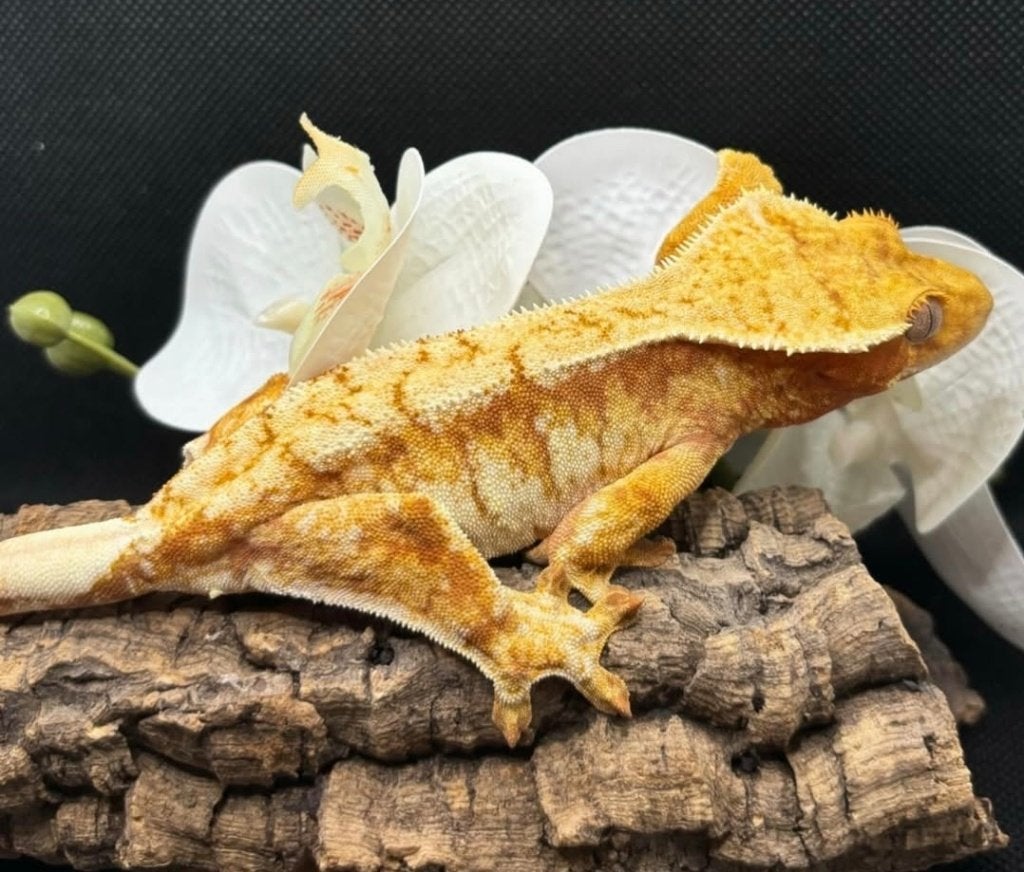 RTB Red Tricolor High White wimpergekko vrouw, Dieren en Toebehoren, Hagedis, Tam, 3 tot 6 jaar