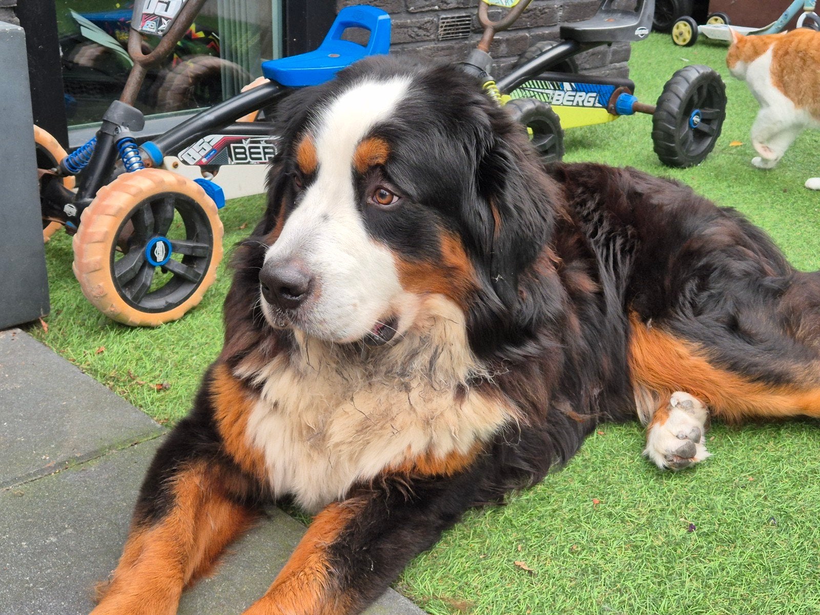 Berner Sennen zoekt liefdevol thuis, Dieren en Toebehoren, Reu, 1 tot 2 jaar, Eén hond, Nederland