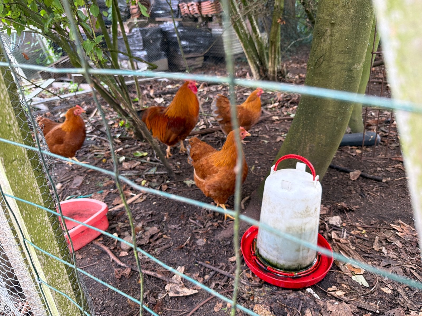 Kippenren met haan en 3 kippen, Dieren en Toebehoren, Meerdere dieren, Kip