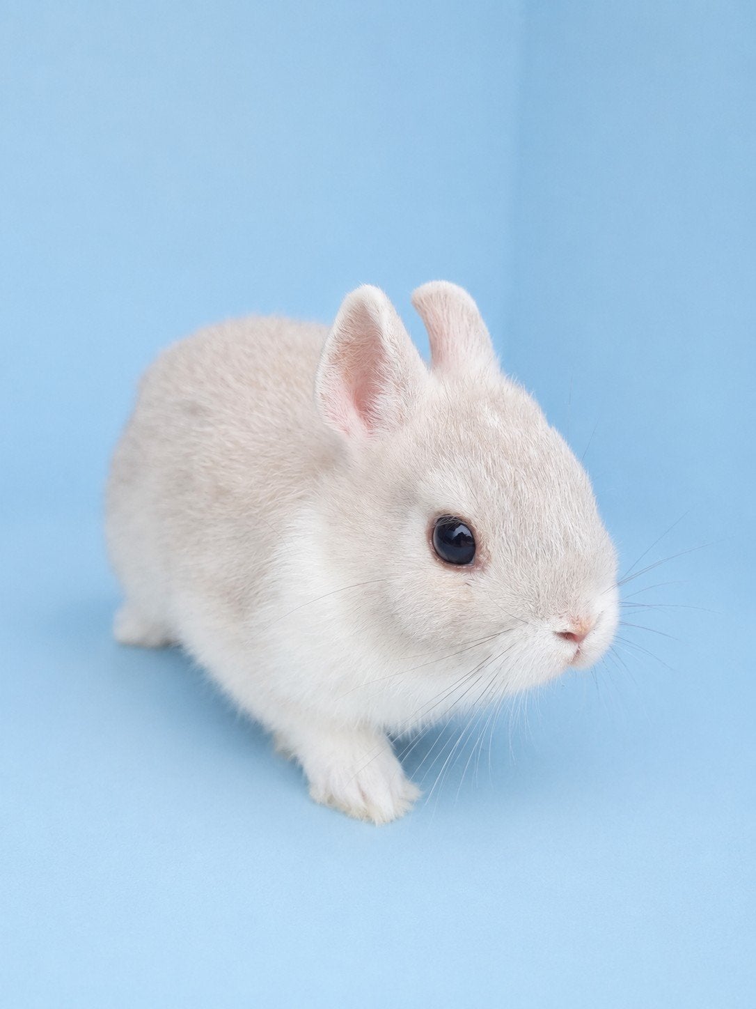 mini lopper jonge konijntjes ( mini dwerg), Dieren en Toebehoren, Mannelijk, Dwerg, 0 tot 2 jaar