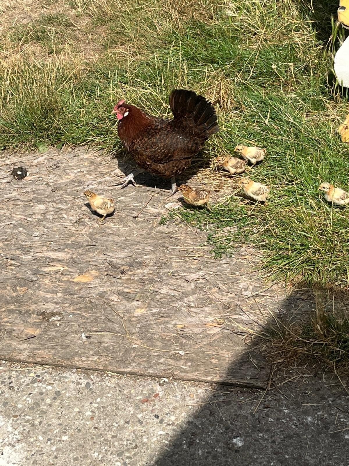 Moederkip met 7 kuikens, Dieren en Toebehoren, Pluimvee, Geslacht onbekend, Kip
