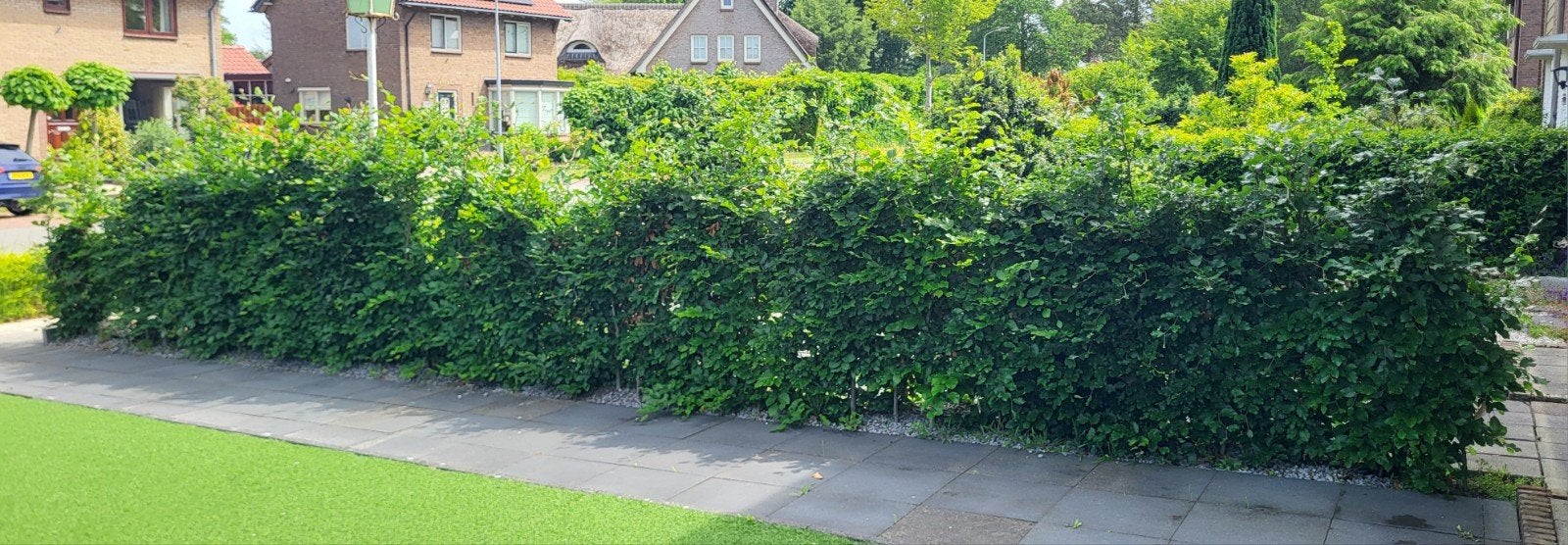30 beukenhaagjes., Ophalen, Gebruikt, 20 m² of meer