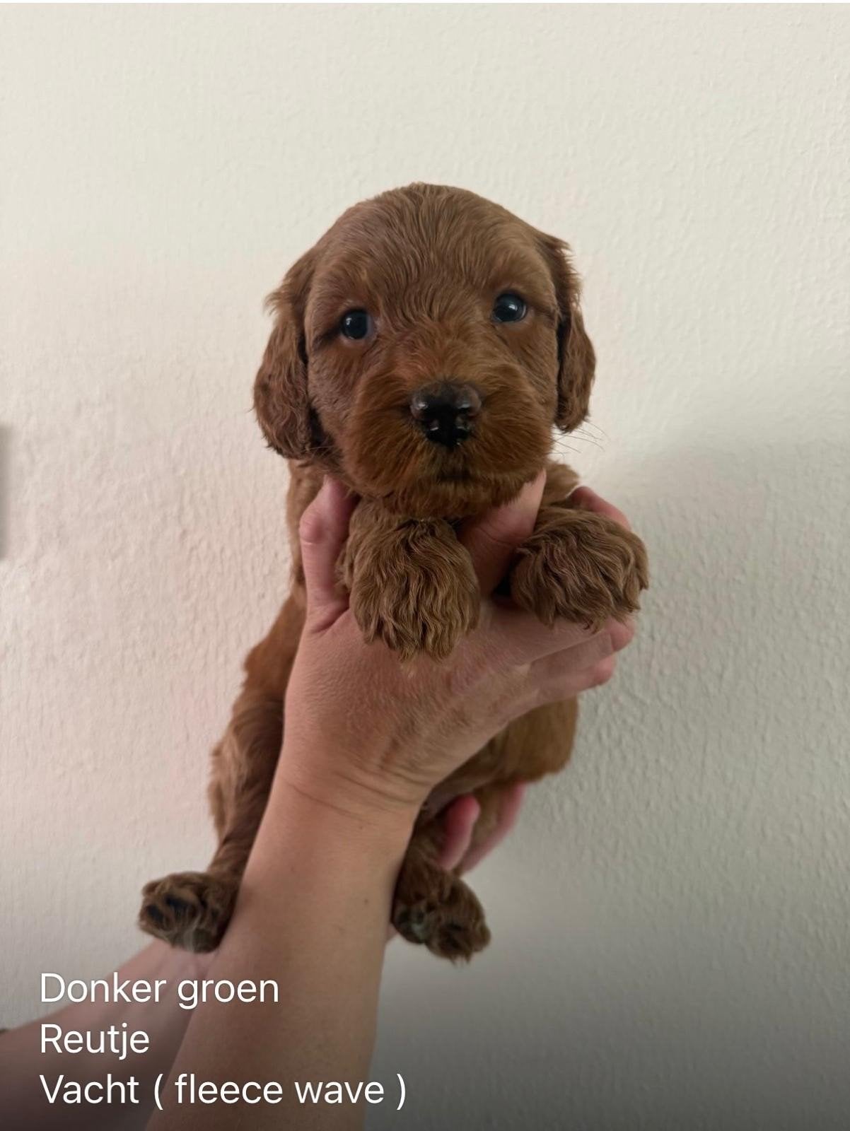 Australian labradoodlle pups, 8 tot 15 weken, Parvo, Meerdere, Meerdere dieren