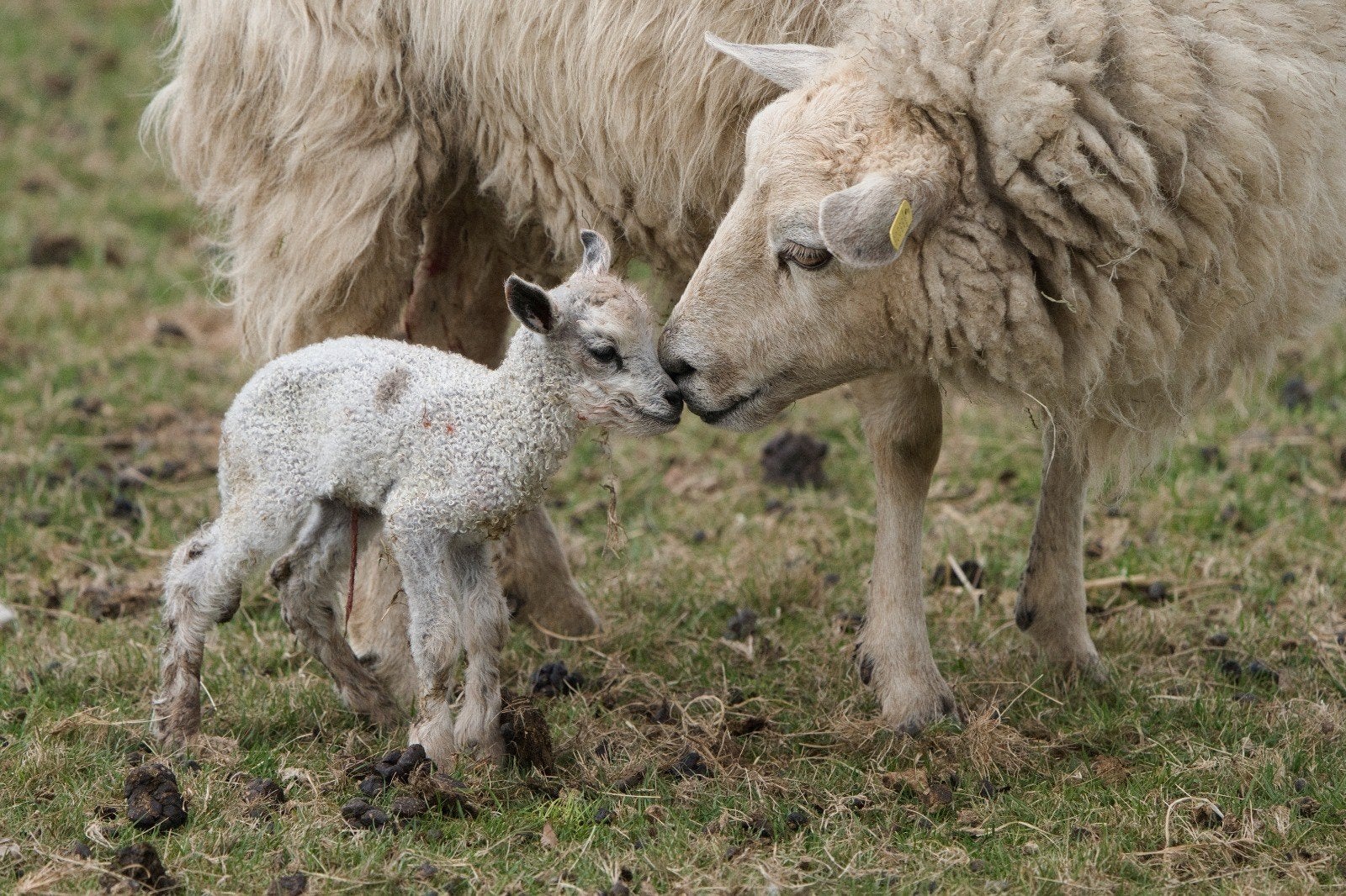 drachtigheid controlle schapen, Dieren en Toebehoren, Vrouwelijk, Schaap, 0 tot 2 jaar