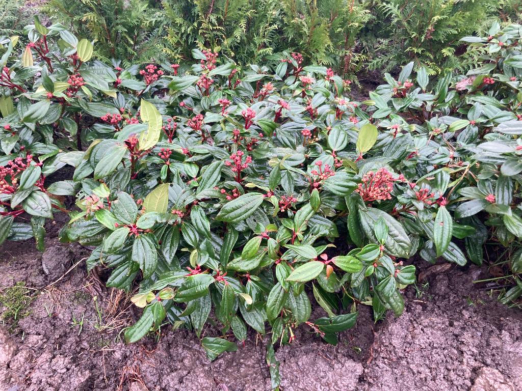 Viburnum tinus/davidii, Vaste plant, Halfschaduw, Winter, Ophalen