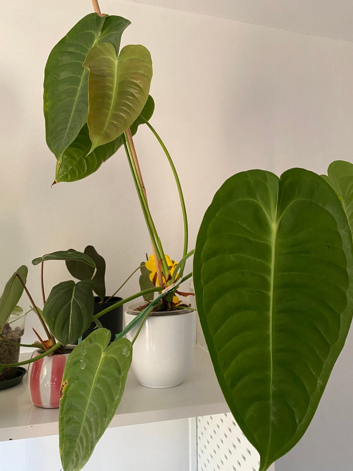 Prachtige kamerplanten, Anthuriums, Philodendron, Monstera, Huis en Inrichting, Kamerplanten, Ophalen, Halfschaduw, Minder dan 100 cm