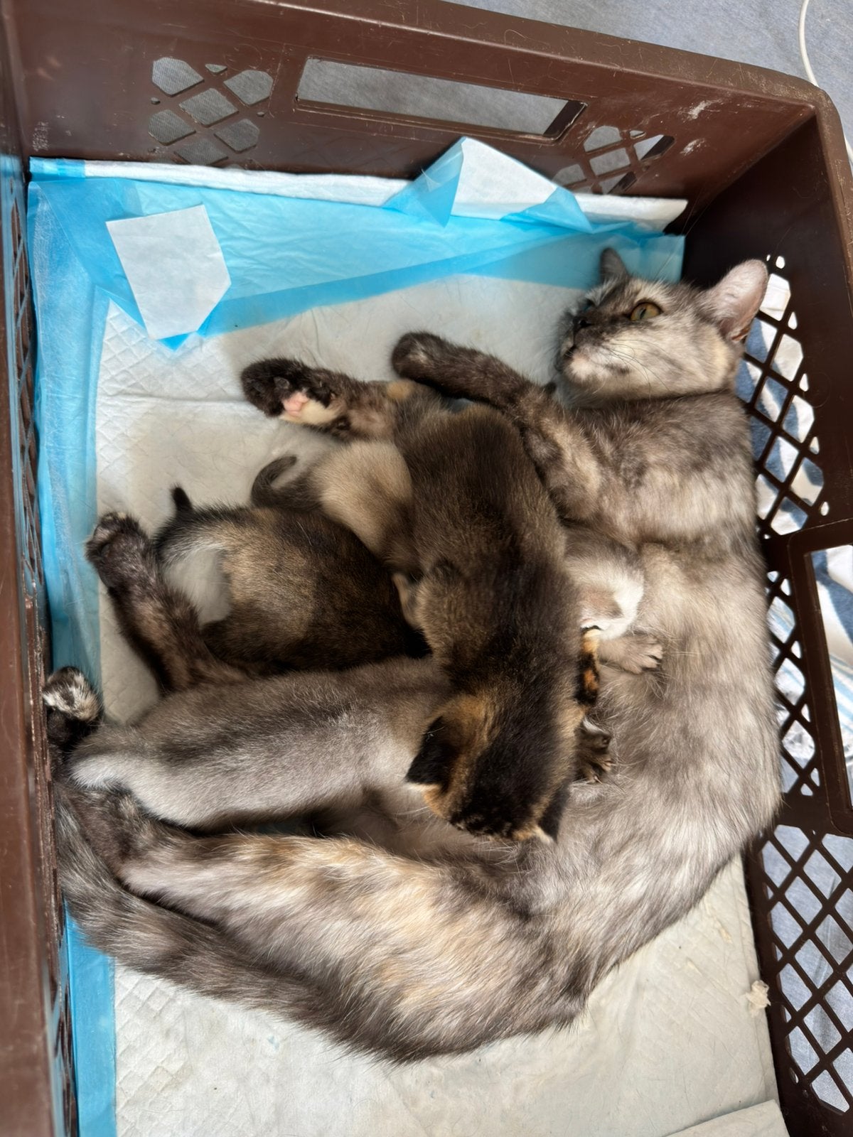 4 lieve kittens zoeken een nieuw thuis, Meerdere dieren, 0 tot 2 jaar