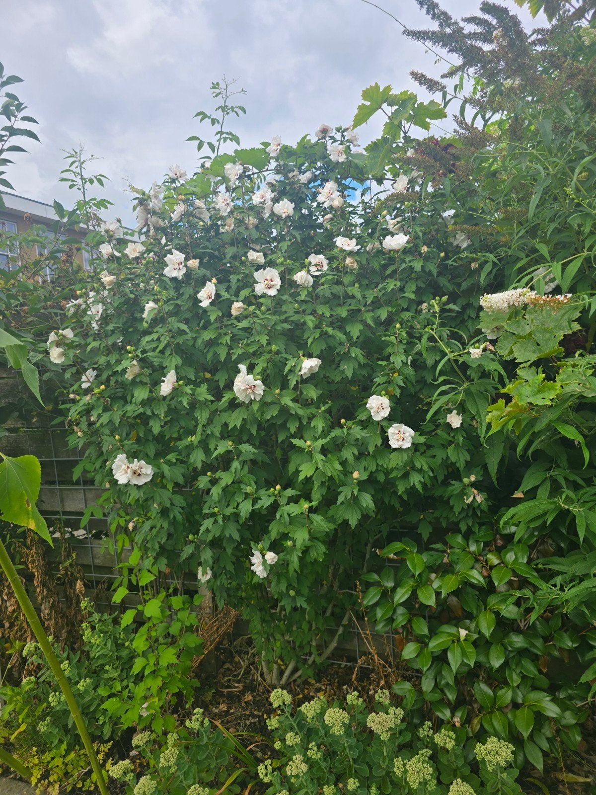 Hibiskus, Volle zon, Vaste plant, Zomer, Ophalen
