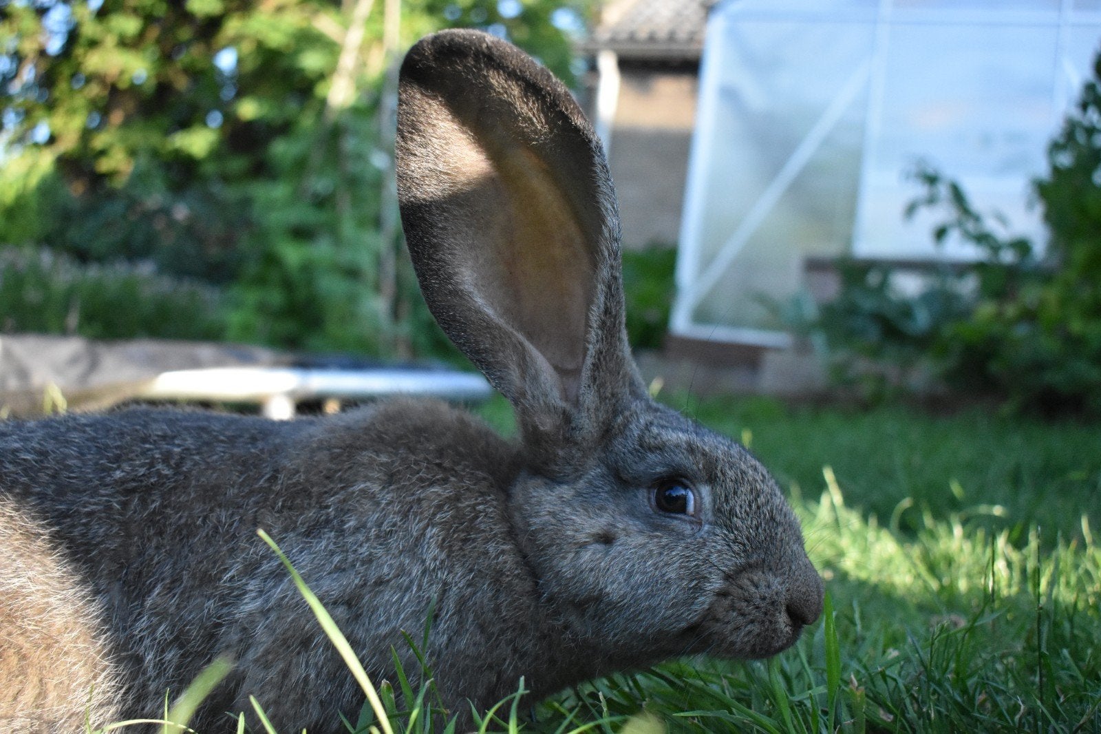 Jonge vlaamse reuzen, Dieren en Toebehoren, Konijnen, Meerdere dieren, Groot, 0 tot 2 jaar
