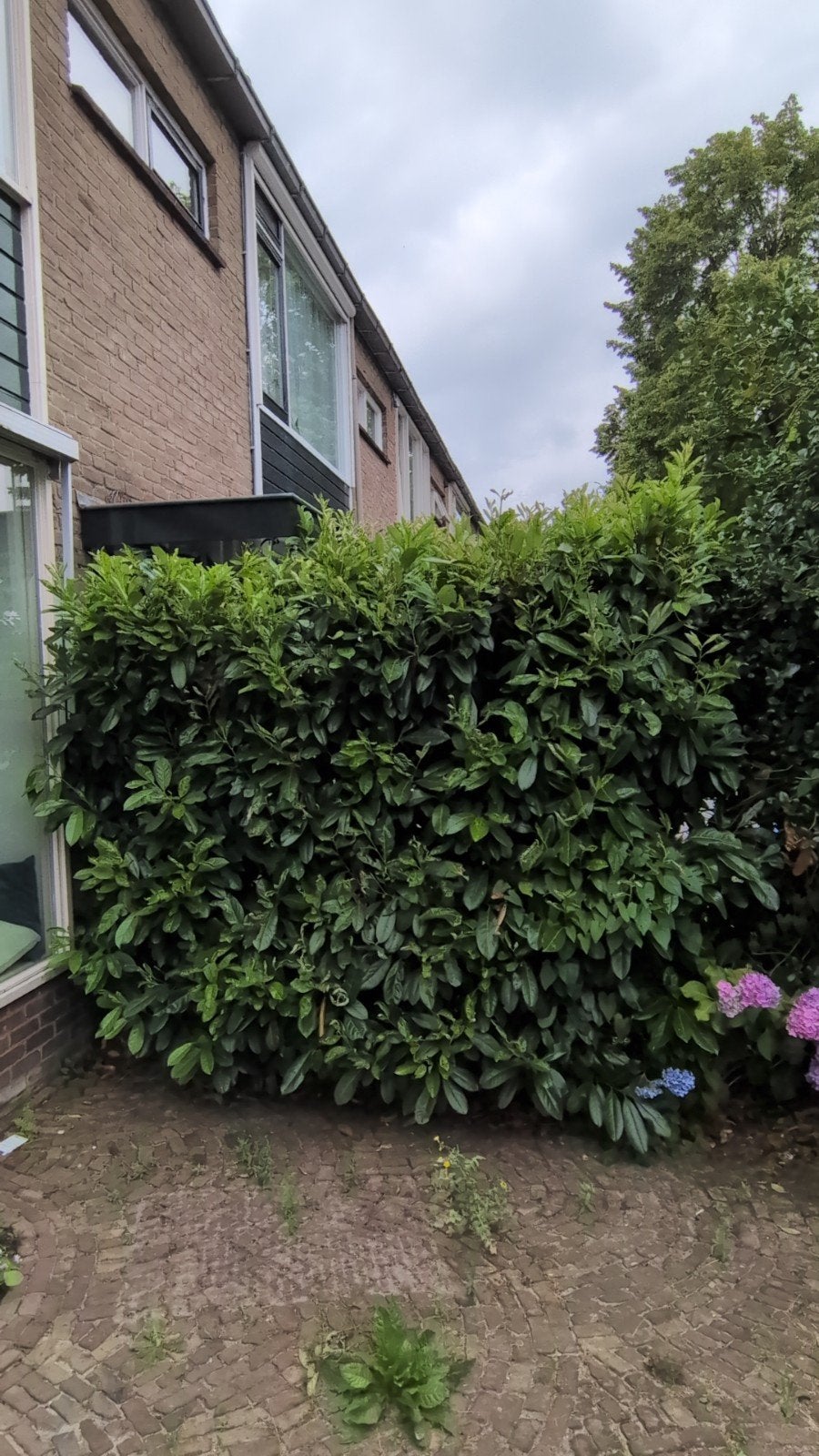 Bomen en struiken - Gratis afhalen., Tuin en Terras, Planten | Struiken en Hagen, Overige soorten, Ophalen