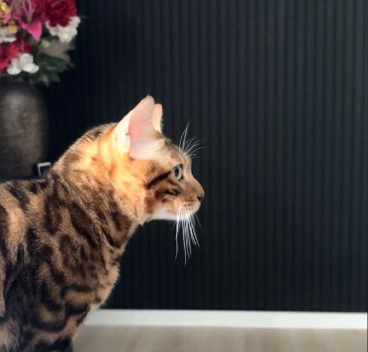 Bengaalse kat, Kater