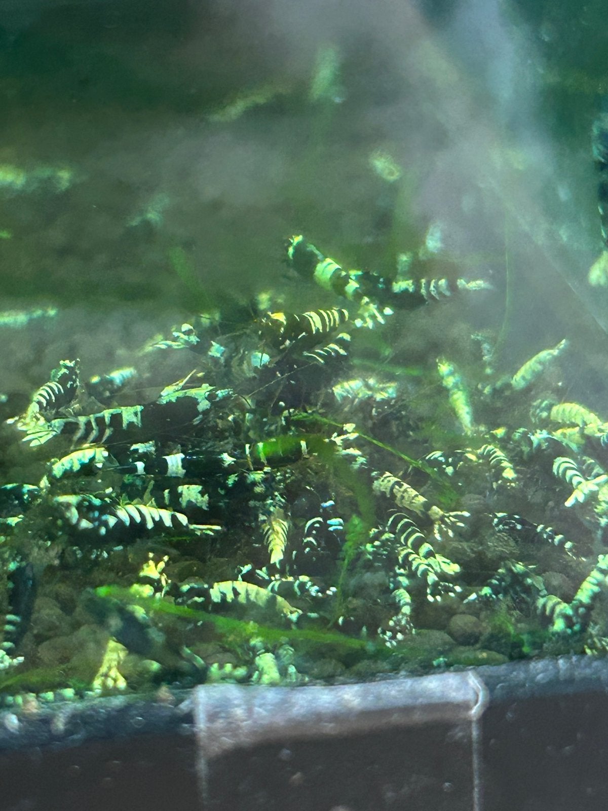 Caridina Galaxy Fishbone garnalen, Dieren en Toebehoren, Ophalen, Zo goed als nieuw, Plant(en), Steen of Hout