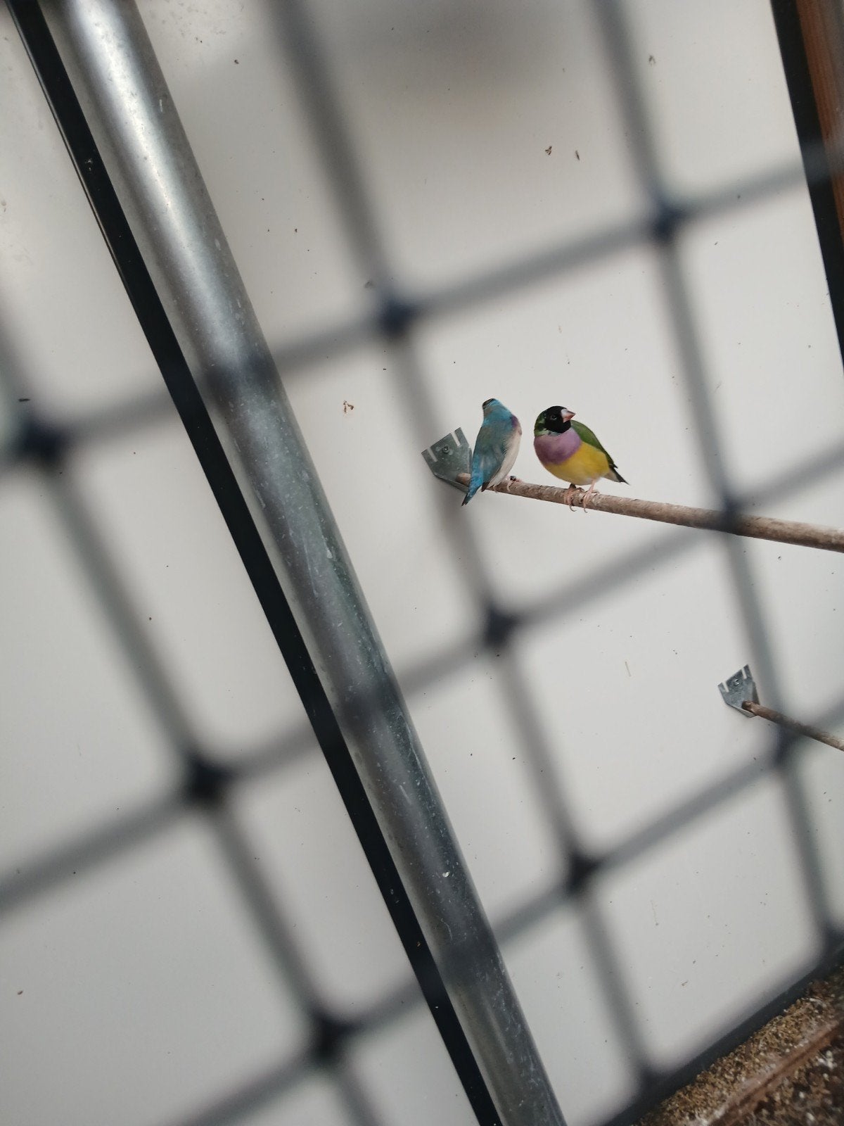 Koppel gouldamadine, Dieren en Toebehoren, Vogels | Overige Vogels, Meerdere dieren
