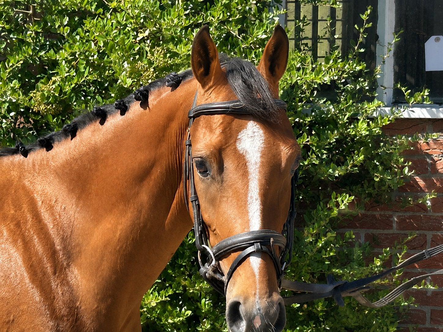 Tallentvolle 3 jarige D pony, Dieren en Toebehoren, Pony's, Ruin, Zadelmak, 3 tot 6 jaar
