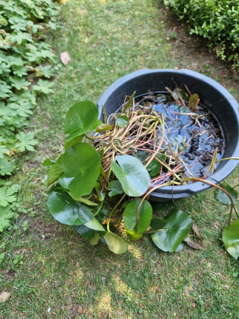 vijverplanten, Tuin en Terras, Vijvers, Ophalen, Zo goed als nieuw
