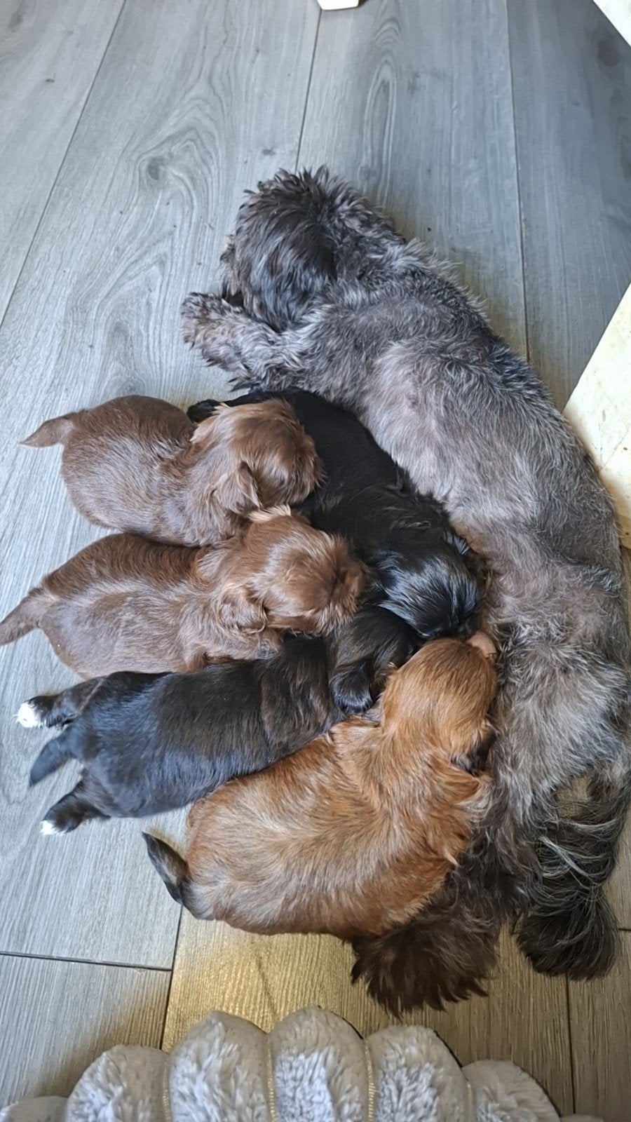 shih tzu pups (mogen over 3 weken weg), Parvo, 8 tot 15 weken, Meerdere, Nederland