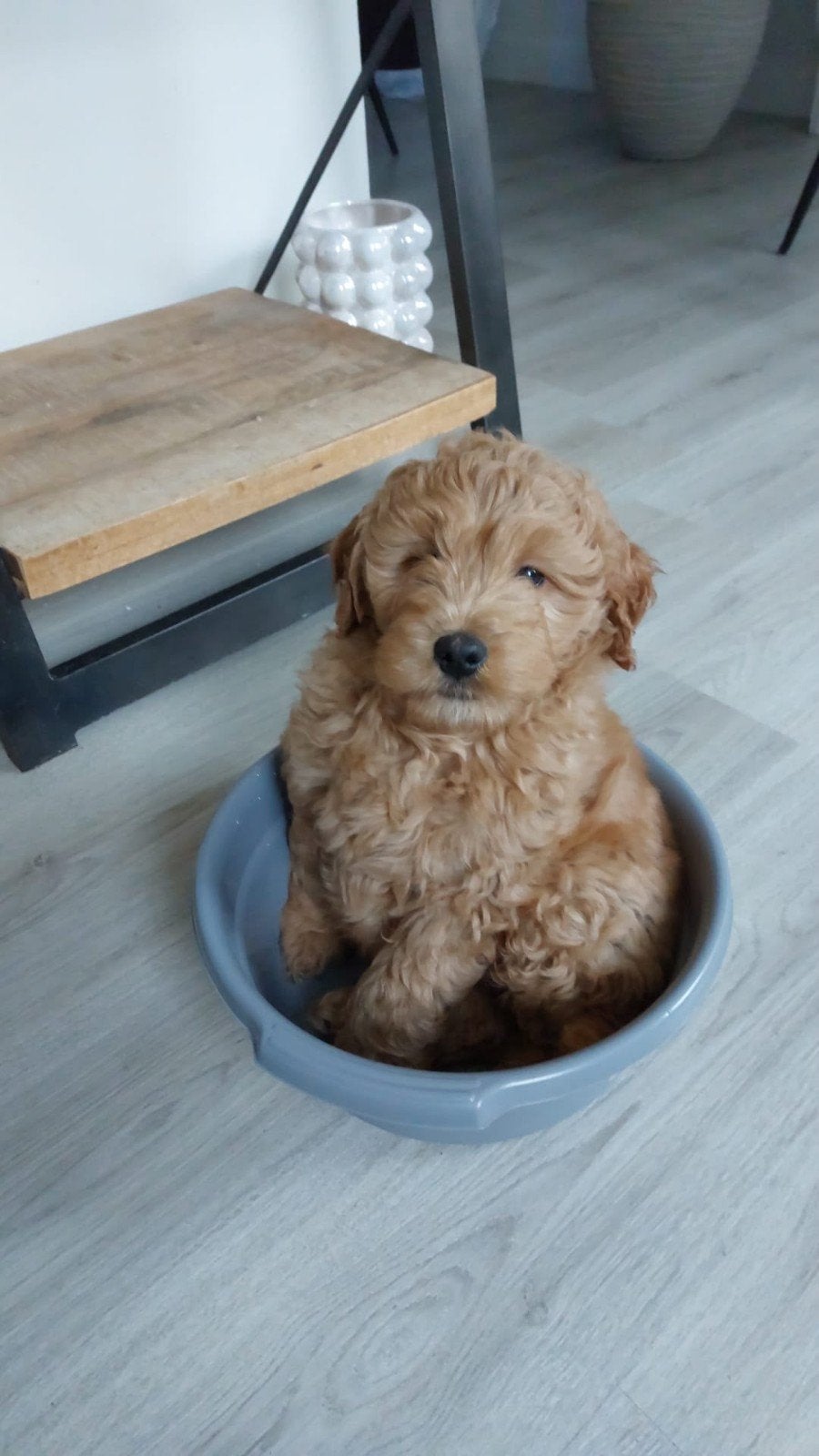 Australiën  labradoodle aangeboden 9 maanden oud, 15 weken tot 1 jaar, Parvo, Eén hond, Nederland